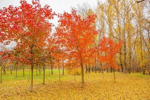 natuurlijk herfst vallen visie van bomen met rood oranje blad in tuin Woud of park. esdoorn- bladeren gedurende herfst seizoen. inspirerend natuur in oktober of september. verandering van seizoenen concept. foto