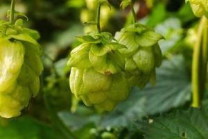 landbouw en landbouw concept. groen vers rijp biologisch hop kegels voor maken bier en brood, dichtbij omhoog. vers hop voor brouwen productie. hop fabriek groeit in tuin of boerderij. foto