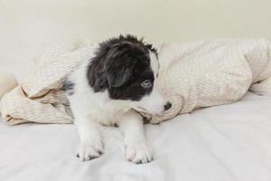 grappig portret van schattige lachende puppy hondje border collie in bed thuis