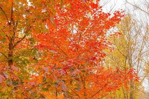 natuurlijk herfst vallen visie van bomen met rood oranje blad in tuin Woud of park. esdoorn- bladeren gedurende herfst seizoen. inspirerend natuur in oktober of september. verandering van seizoenen concept. foto