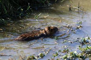 de nutria leeft Aan hula meer in noordelijk Israël. foto