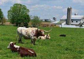 Longhorn vee boerderij in lancaster provincie Pennsylvania foto