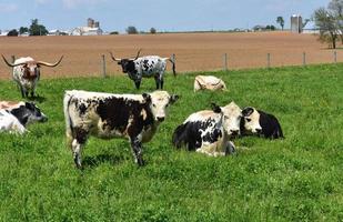 amish boerderij met gevlekte koeien en vee in een veld- foto