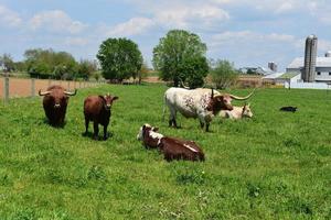 gevlekte koeien Aan een amish boerderij in Pennsylvania foto