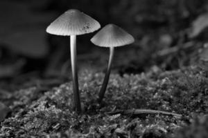 twee filigraan klein champignons gefotografeerd in zwart en wit, Aan mos met licht plek foto