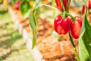 rood klok peper fabriek groeit in biologisch tuin foto