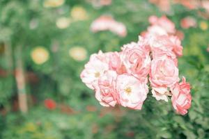 mooie roze rozen bloeien in de tuin foto