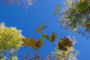 veelkleurig bladeren vallend van bomen tegen de achtergrond van een bodemloos blauw lucht in gouden herfst foto