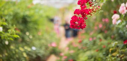 mooi rood rozen bloem in de tuin foto