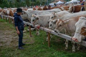 Bergamo Italië 2022 vee eerlijk, de grootste vee tonen in de Bergamo valleien foto