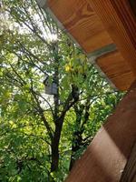 houten vogelhuisje voor tieten in de tuin foto