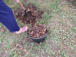 verzameling van humus compost in de tuin foto