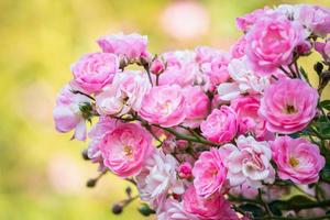 mooie roze rozen bloeien in de tuin foto