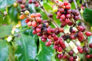 vers koffie bonen Aan boom takken foto