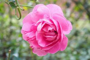 mooi kleurrijk roze rozen bloem in de tuin foto