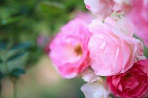 mooie roze rozen bloeien in de tuin foto