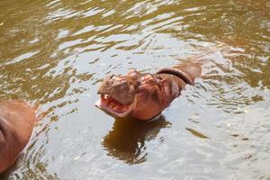 gemeenschappelijk nijlpaard nijlpaard amphibius dichtbij omhoog foto