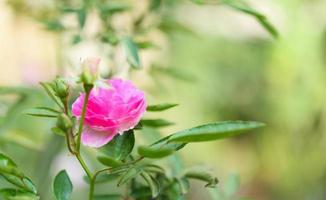 mooie roze rozen bloeien in de tuin foto