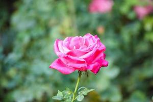 mooie roze rozen bloeien in de tuin foto