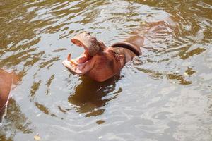 gemeenschappelijk nijlpaard nijlpaard amphibius dichtbij omhoog foto