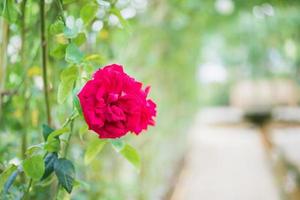 mooi rood rozen bloem in de tuin foto