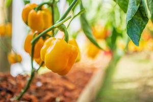 geel klok peper fabriek groeit in biologisch tuin foto