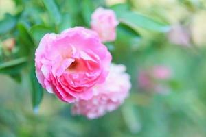 mooie roze rozen bloeien in de tuin foto