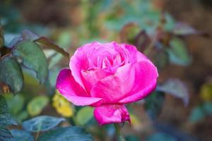 mooie roze rozen bloeien in de tuin foto