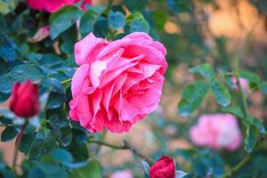 mooie roze rozen bloeien in de tuin foto