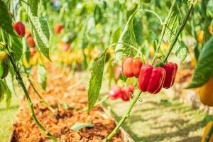 rood klok peper fabriek groeit in biologisch tuin foto