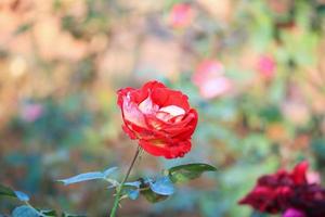 mooi rood rozen bloem in de tuin foto