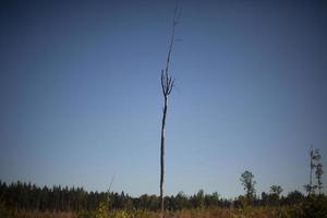 boom in Woud. Woud landschap. schoonheid van natuur. wolken in lucht. details van natuur. foto