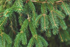 Spar boom brunches natuurlijk achtergrond, groen Kerstmis boom twijgen structuur detailopname foto