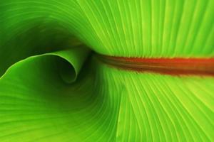 de structuur van een tropisch banaan groen palm blad met een zonnig gloed. foto