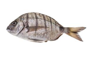 rauw tilapia visie foto