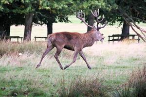 uitzicht op een edelhert op het platteland van Cheshire foto