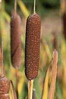 dichtbij omhoog van riet stengels en riet groeit kant door kant in herfst. de bladeren beurt geel. foto