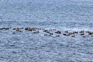 zee vogelstand aalscholvers Aan de kust in Israël. foto