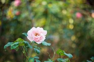 mooi kleurrijk roze rozen bloem in de tuin foto