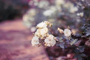 mooi wit rozen bloem in de tuin foto