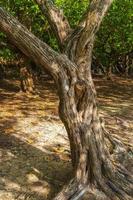 caraïben strand Spar palm bomen in oerwoud Woud natuur Mexico. foto