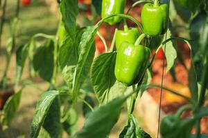 groen klok peper fabriek groeit in biologisch tuin foto