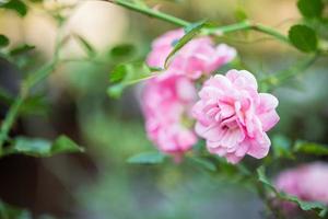 mooi kleurrijk roze rozen bloem in de tuin foto