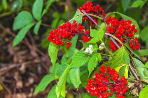 Purper roze rood bloemen en planten in Woud natuur duitsland. foto