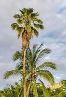 tropisch natuurlijk palm boom kokosnoten blauw lucht in Mexico. foto