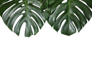 vers groen monstera deliciosa of Zwitsers kaas fabriek of orkaan fabriek bladeren geïsoleerd Aan wit kleur achtergrond foto