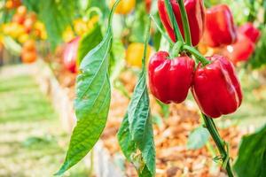 rood klok peper fabriek groeit in biologisch tuin foto