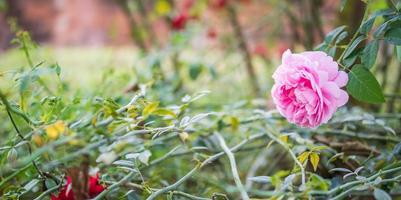 mooi kleurrijk roze rozen bloem in de tuin foto