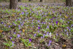 primula's krokussen in voorjaar in een opruimen in de Woud. voorjaar is herboren in de Woud. droog bladeren geven manier naar de eerste bloemen, foto