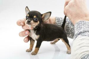 chihuahua pup op witte achtergrond foto